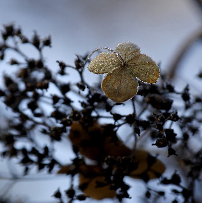 69 Blatt Winter_DSC2665 Kopie.jpg